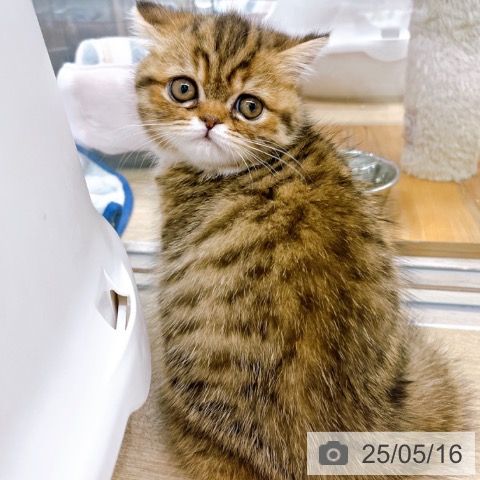エキゾチックの写真