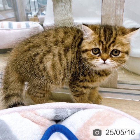 エキゾチックの写真