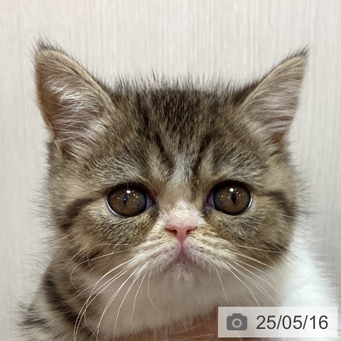 エキゾチックの写真