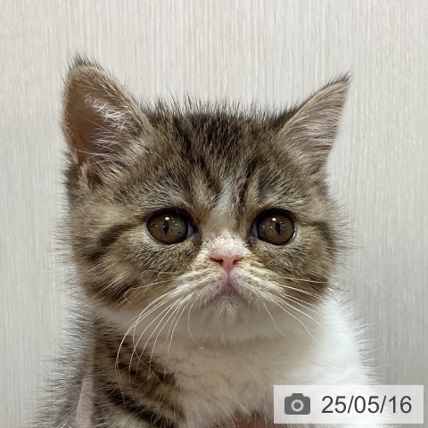 エキゾチックの写真