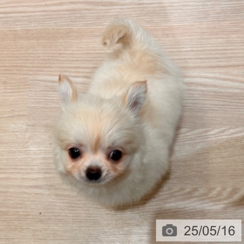 チワワの写真