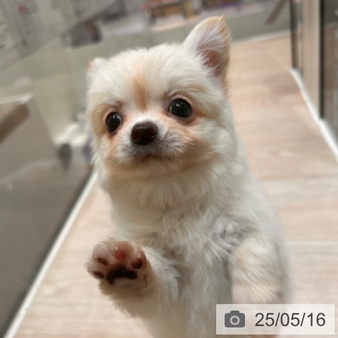 チワワの写真