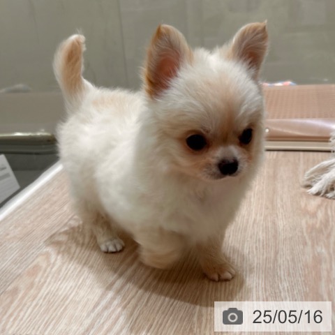チワワの写真