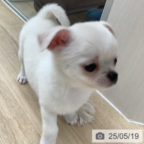 チワワの写真