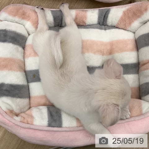 チワワの写真