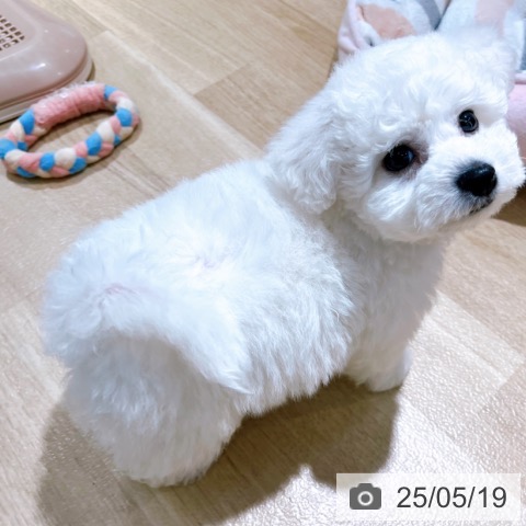 ビション・フリーゼの写真