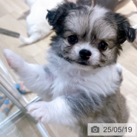 チワワの写真