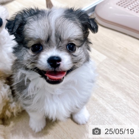 チワワの写真