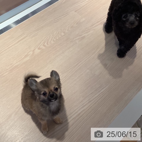 チワワの写真