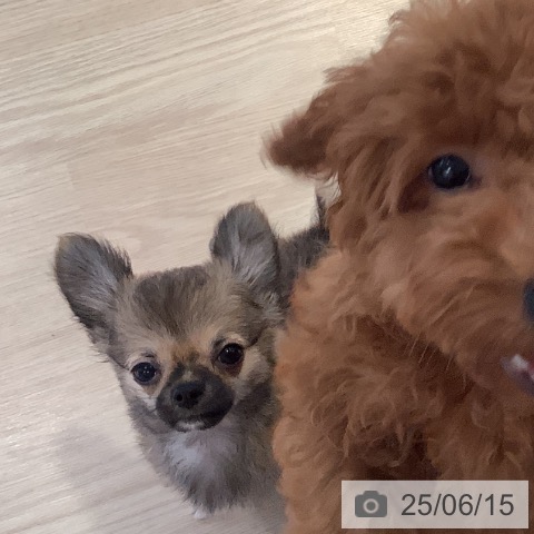 チワワの写真