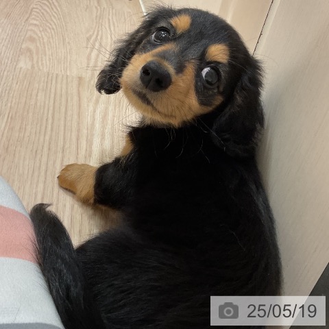ミニチュア・ダックスフンドの写真