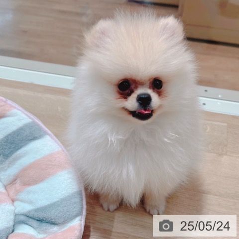 ポメラニアンの写真