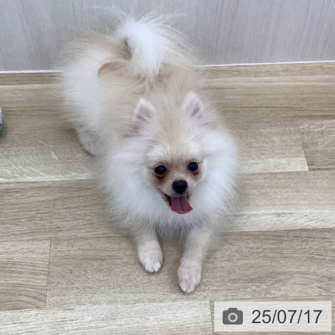 ポメラニアンの写真