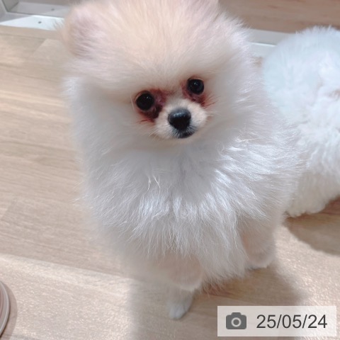 ポメラニアンの写真