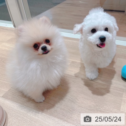ポメラニアンの写真