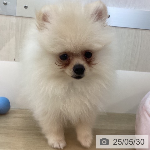 ポメラニアンの写真