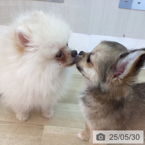 ポメラニアンの写真