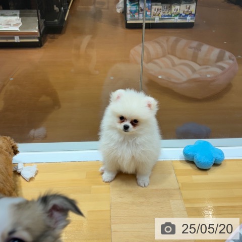 ポメラニアンの写真