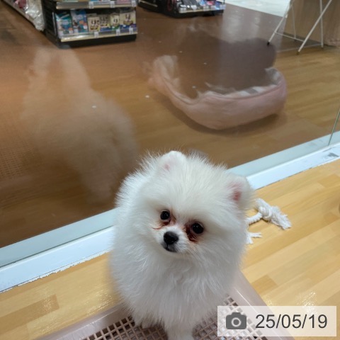 ポメラニアンの写真