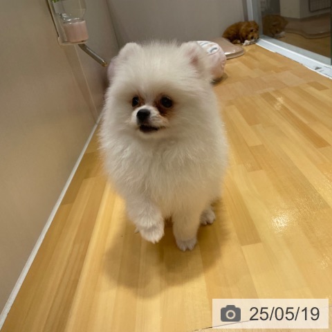 ポメラニアンの写真