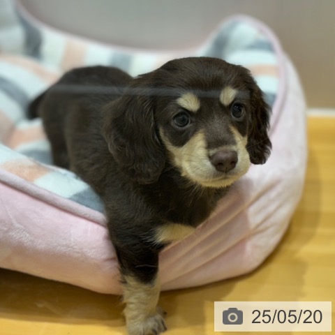 ミニチュア・ダックスフンドの写真