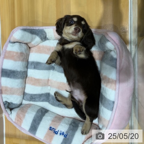 ミニチュア・ダックスフンドの写真