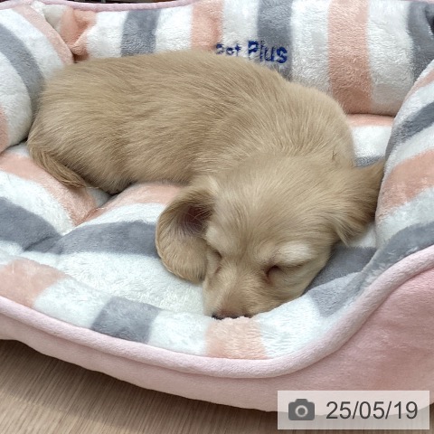 ミニチュア・ダックスフンドの写真