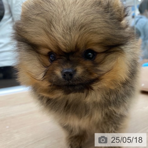ポメラニアンの写真