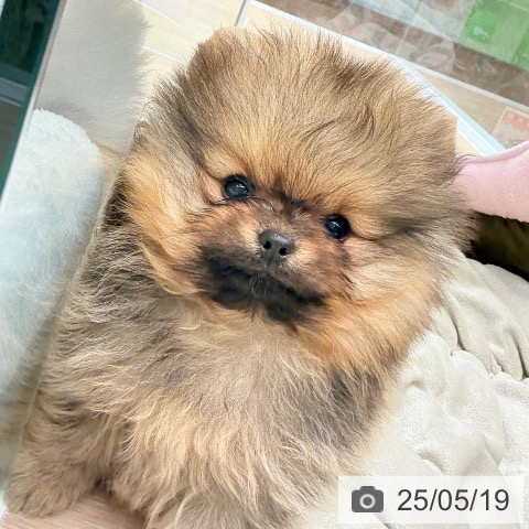 ポメラニアンの写真