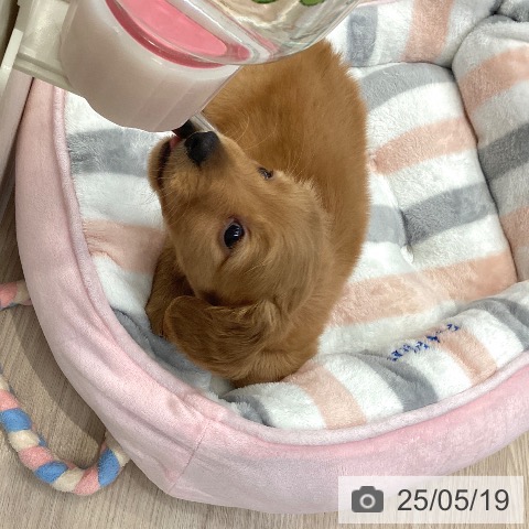 カニーンヘン・ダックスフンドの写真