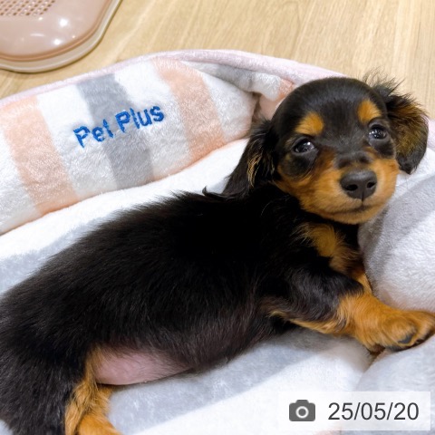 カニーンヘン・ダックスフンドの写真