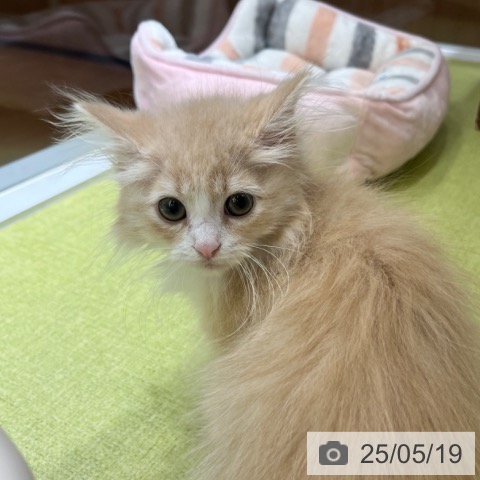 ノルウェージャンフォレストキャットの写真