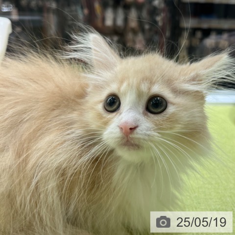 ノルウェージャンフォレストキャットの写真