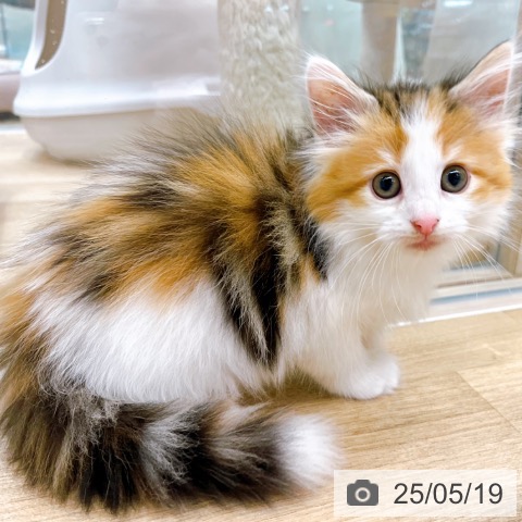 ノルウェージャンフォレストキャットの写真