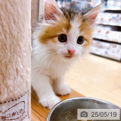 ノルウェージャンフォレストキャットの写真