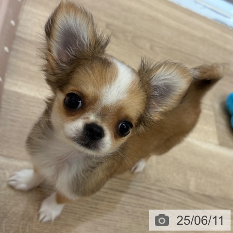 チワワの写真