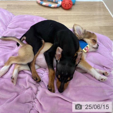 チワワの写真