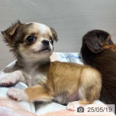 チワワの写真