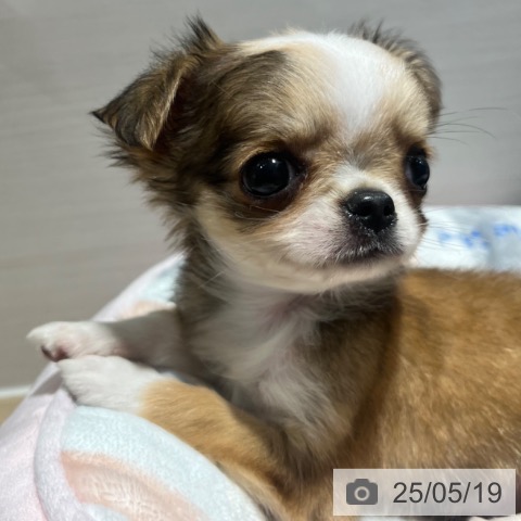 チワワの写真