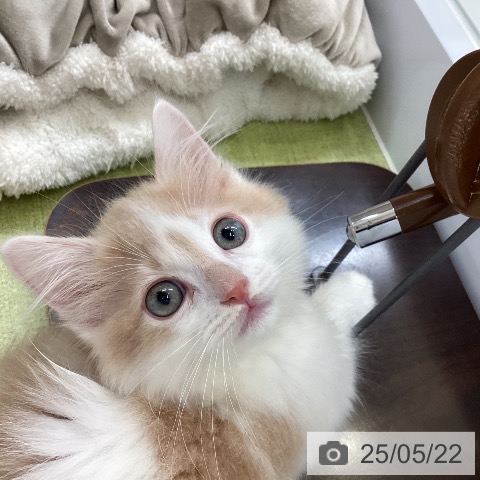 マンチカンの写真