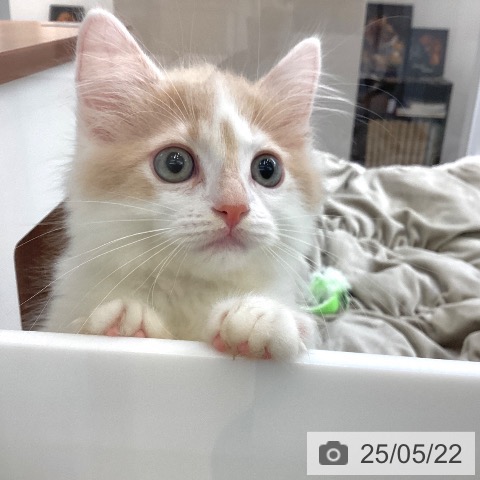 マンチカンの写真
