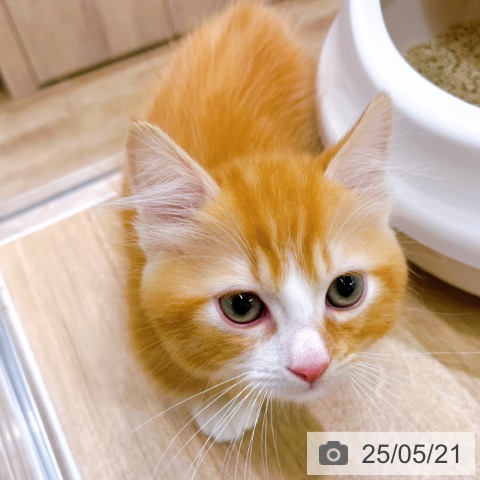 マンチカンの写真
