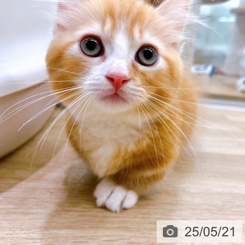 マンチカンの写真