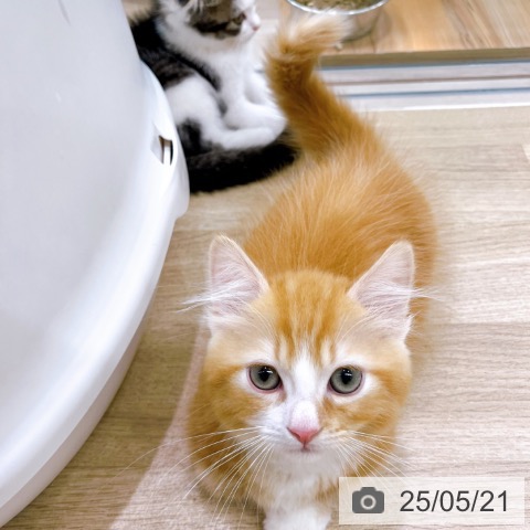 マンチカンの写真