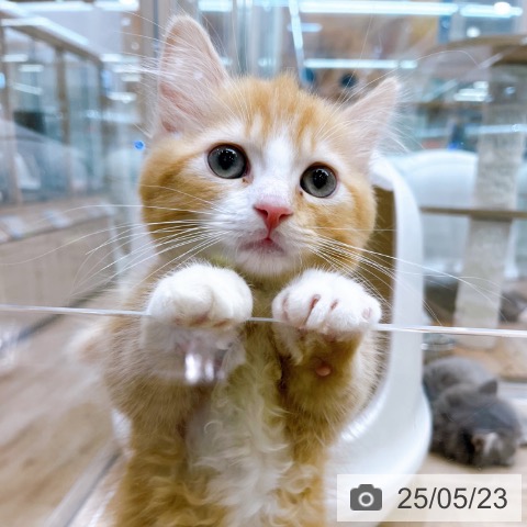 マンチカンの写真