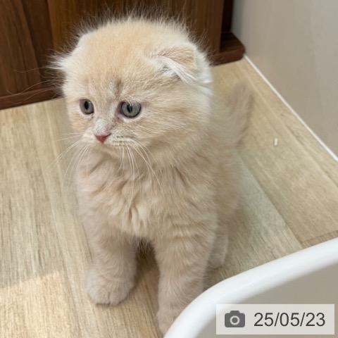 スコティッシュフォールドの写真