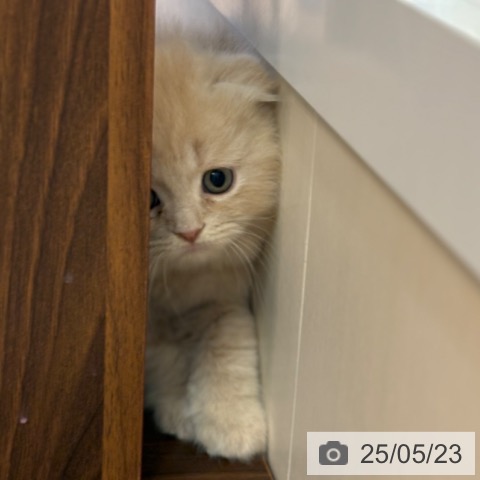 スコティッシュフォールドの写真