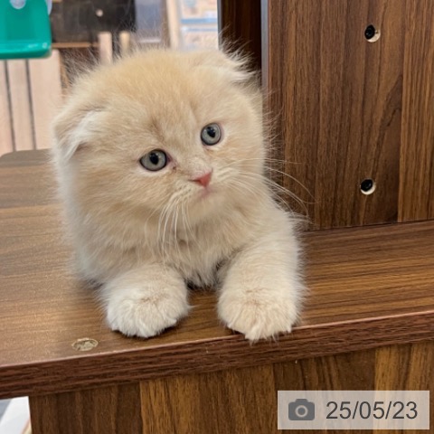 スコティッシュフォールドの写真
