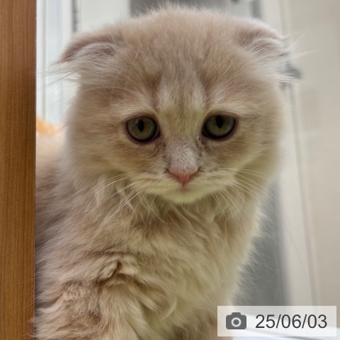 スコティッシュフォールドの写真