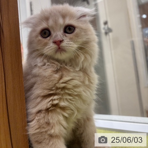 スコティッシュフォールドの写真